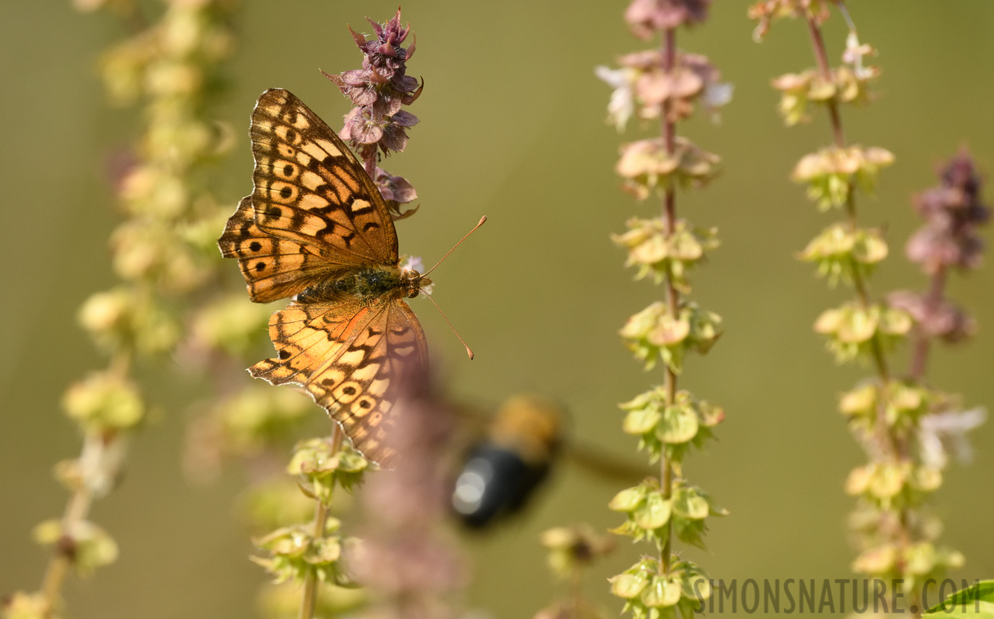 Euptoieta claudia [400 mm, 1/1250 sec at f / 9.0, ISO 1600]